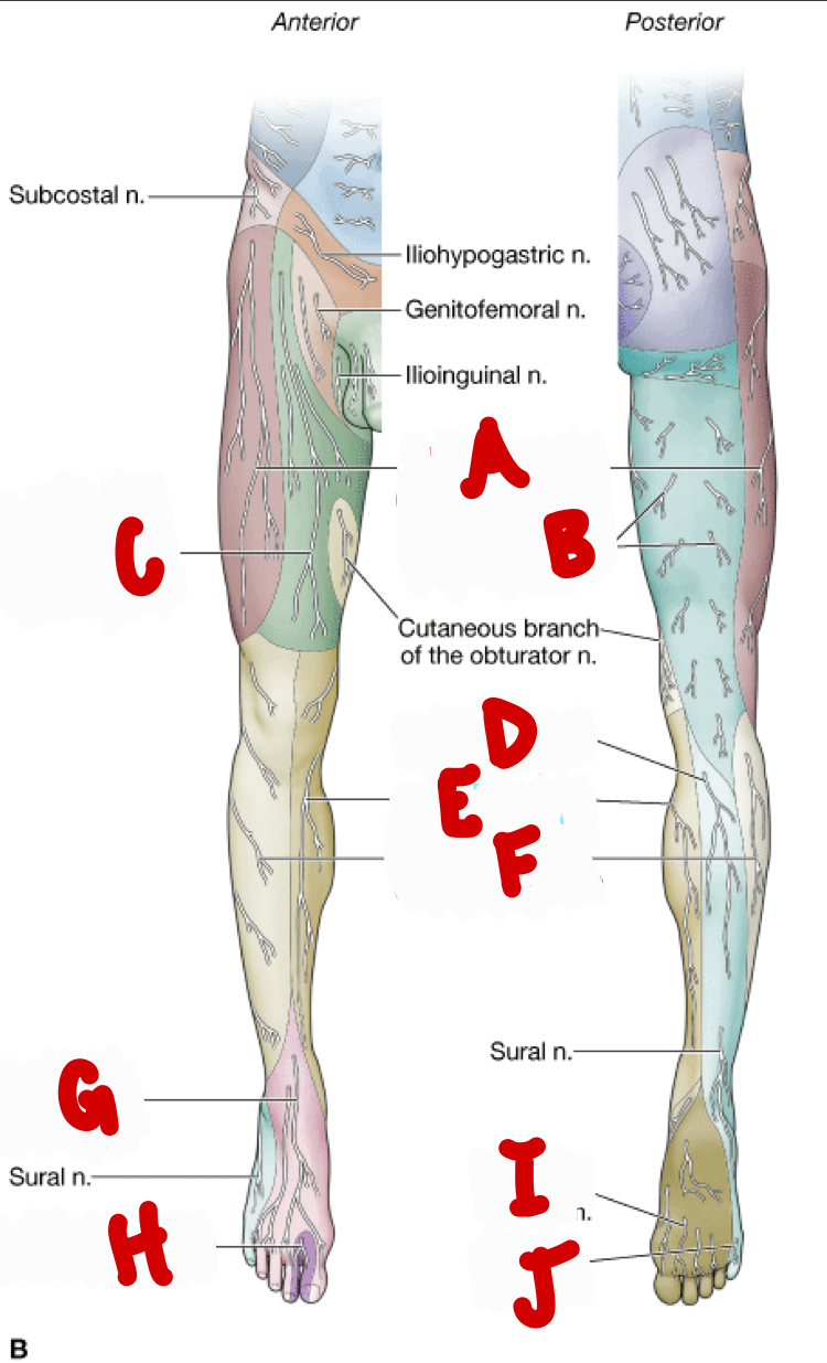 <p>e</p>