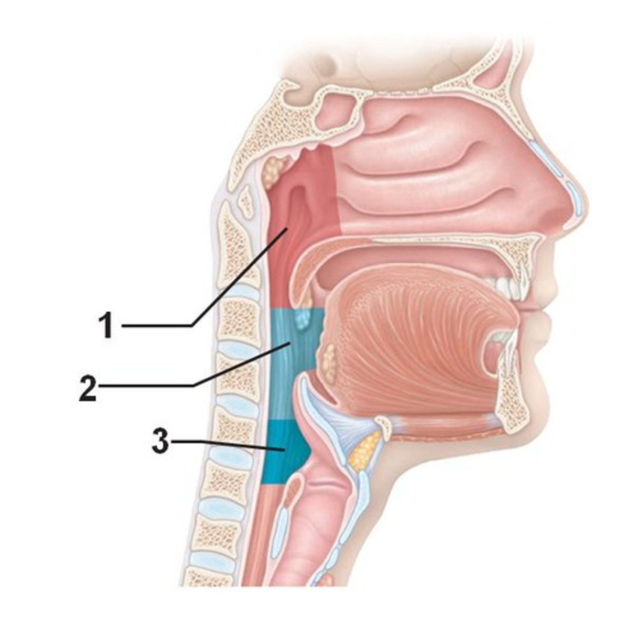 <p>name 2; from the soft palate to hyoid bone, contains the palatine and lingual tonsils and the isthmus of the fauces (opening at the back of the mouth into the throat)</p>