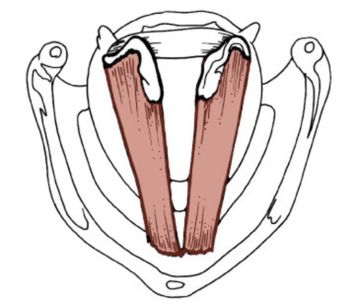 <p>what is the o,i,a,in of the thyroarytenoid?</p>