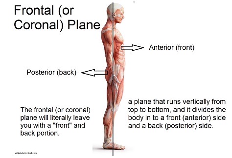 <p>Body Split into Two halves (front and Back)</p>
