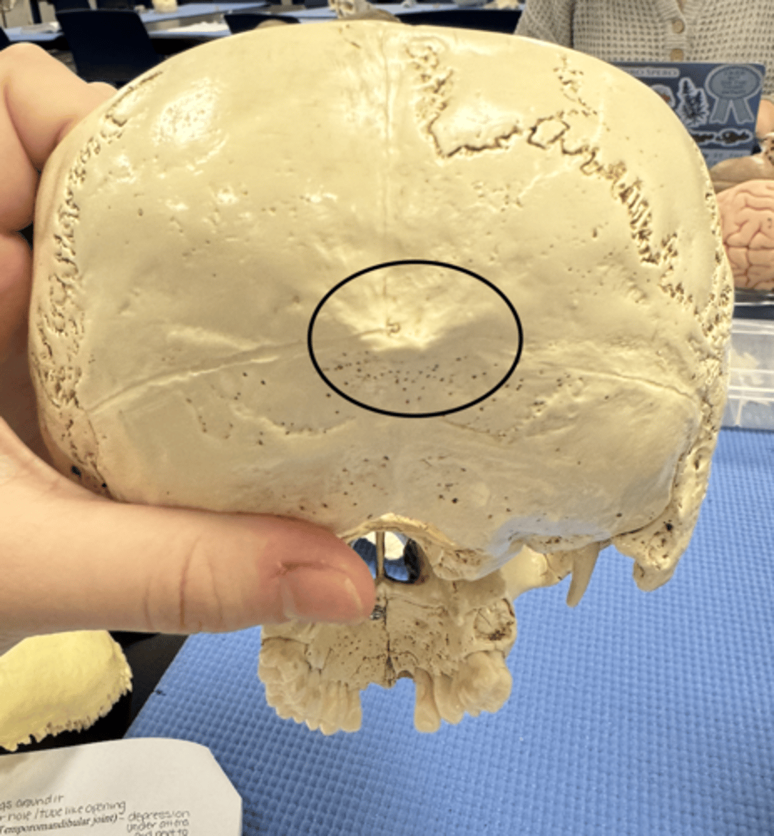 knowt flashcard image