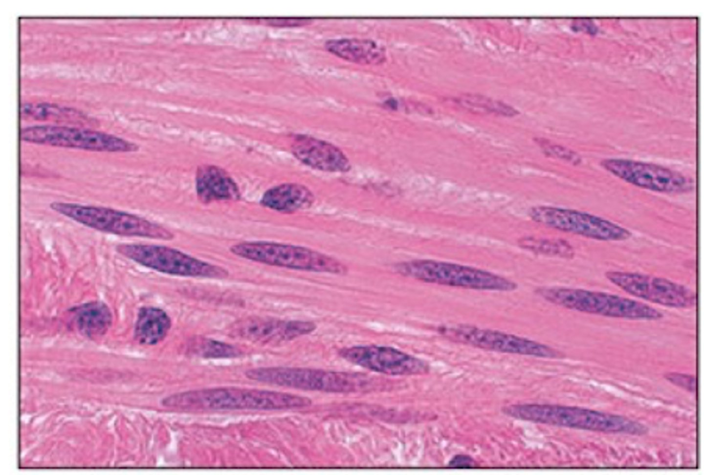 <p>Smooth muscle tissue lines the walls of what</p>