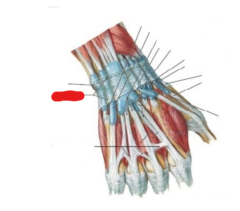 <p>(posterior view)</p>