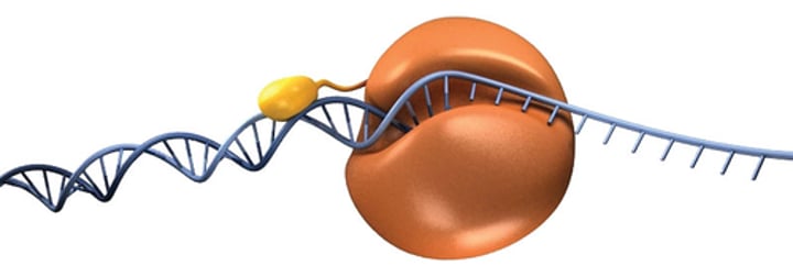 <p>builds DNA by adding nucleotides (original one from Thermus Aquaticus)</p>