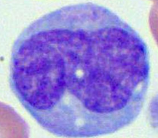 Monocytes