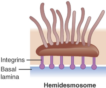 <p>Hemidesmosomes</p>