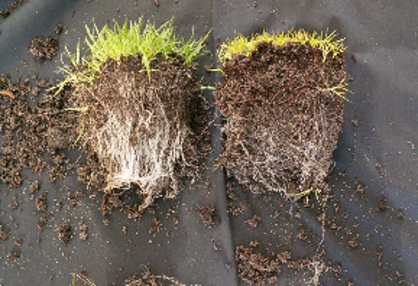 <p>Fungal-root mutualism where fungi enhance plant nutrient uptake in exchange for carbohydrates.</p>