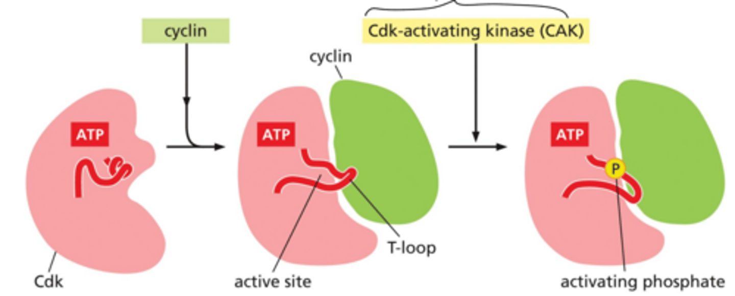 <p>What are the 3 levels of Cdk activity? What drives transition from one level to the next?</p>