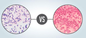 <p>gram+ has a thicker cell wall &amp; stains purple while gram- stains pink.</p>