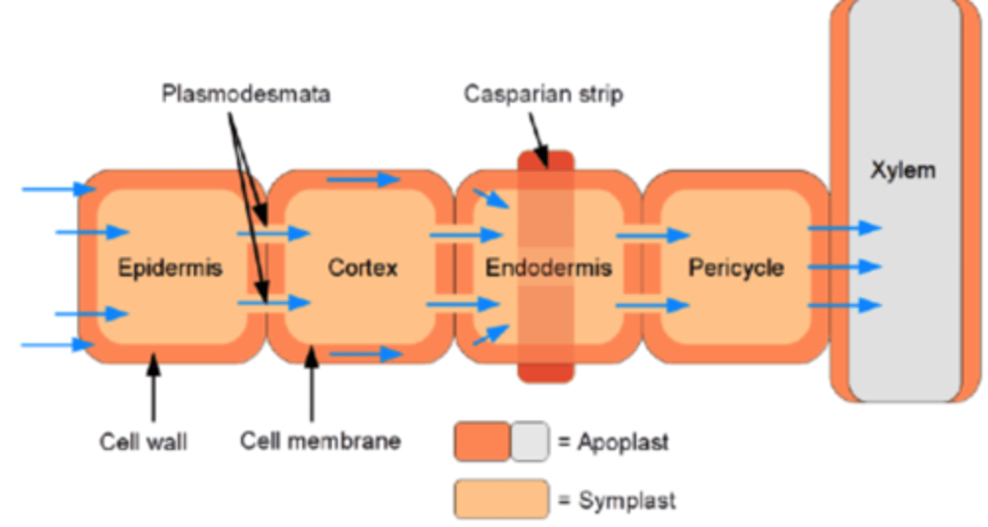 <p>creates a water-impenetrable <br>barrier between cells<br><br>(Note: prevents water from <br>moving back out of the cortex)</p>