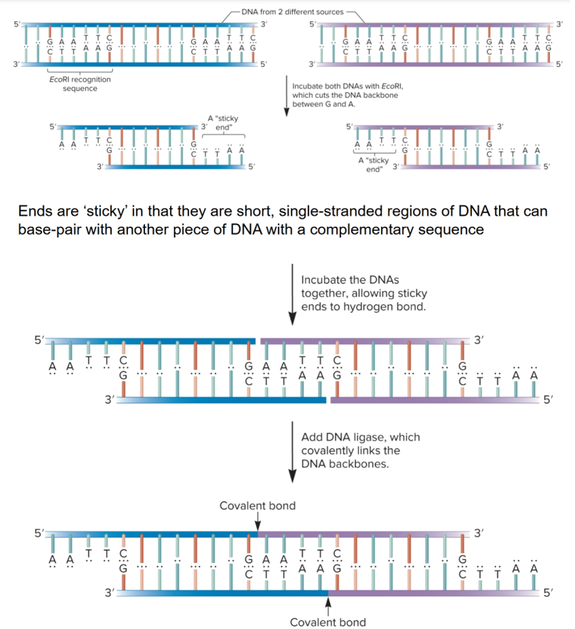 <ul><li><p>enzymes that cut DNA, allowing insertion of chromosomal DNA into vector</p></li><li><p>Discovered 1960-70s by Werner Arber, Hamilton Smith and Daniel Nathans</p></li><li><p>made naturally by many species of bacteria</p></li><li><p>protect bacterial cells from invasion by foreign DNA, particularly bacteriophages</p></li><li><p>bind to specific DNA sequences and cleave DNA at 2 defined locations, one in each strand</p></li><li><p>some digest DNA into fragments with “sticky ends” or generate blunt ends; <em>NaeI</em> cuts in middle of recognition sequence</p></li></ul><p></p>