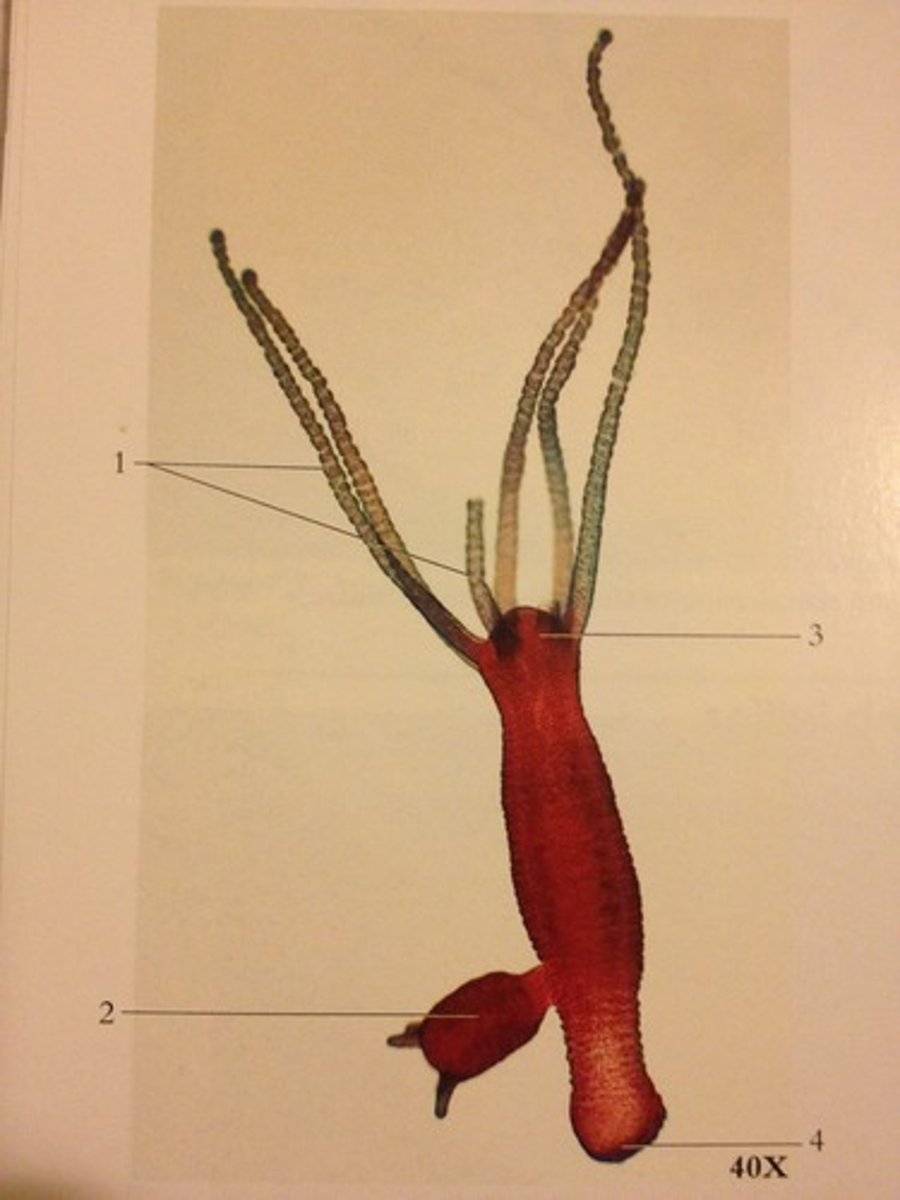 <p>What process is occuring in the image below and what Phylum and Class is this occuring in?</p>