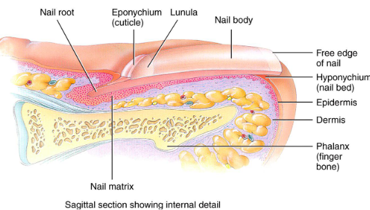 <ul><li><p>Area under free edge of nail plate that accumulates dirt</p></li></ul><p></p>