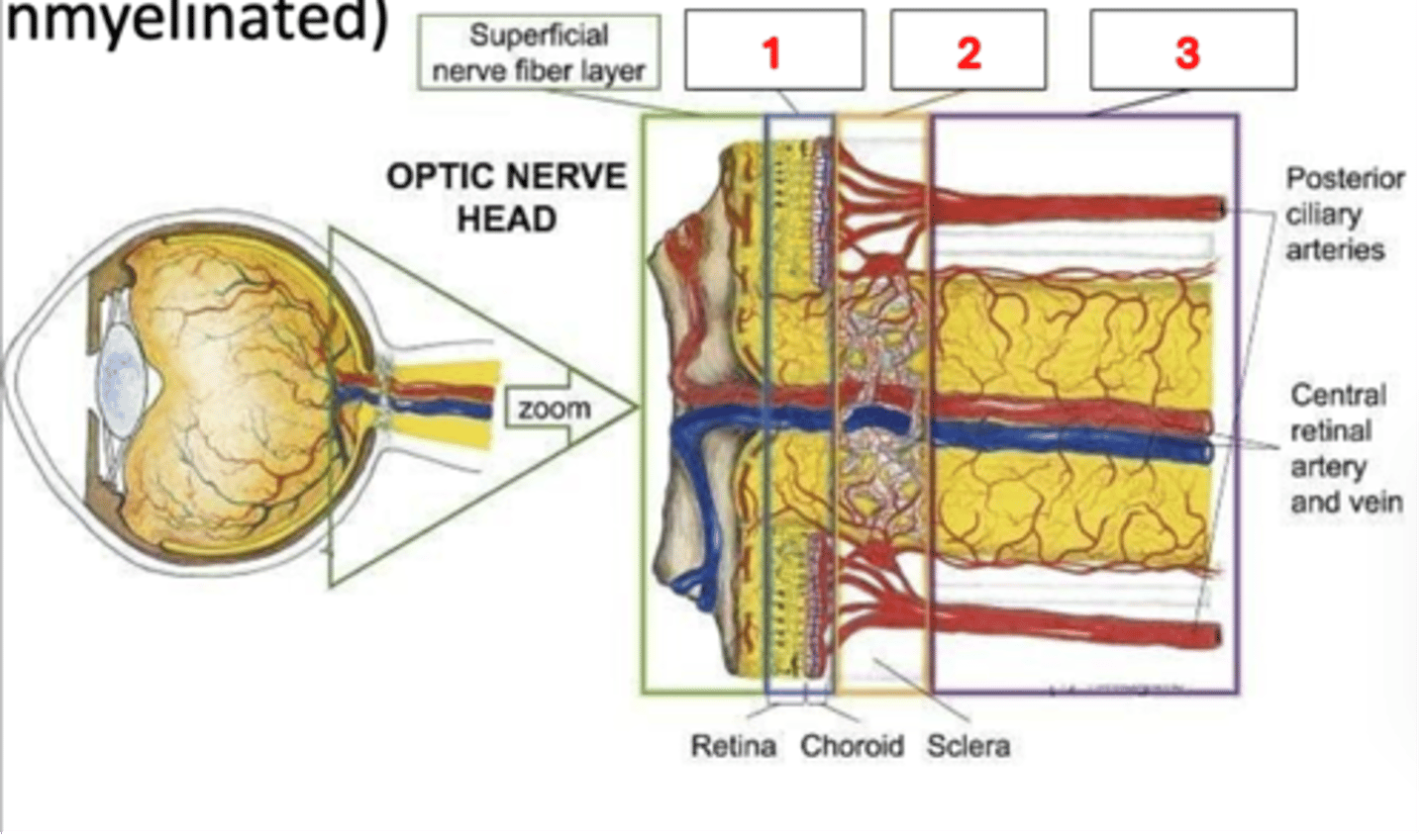 <p>Label the regions of the intraocular segment of the optic nerve</p>