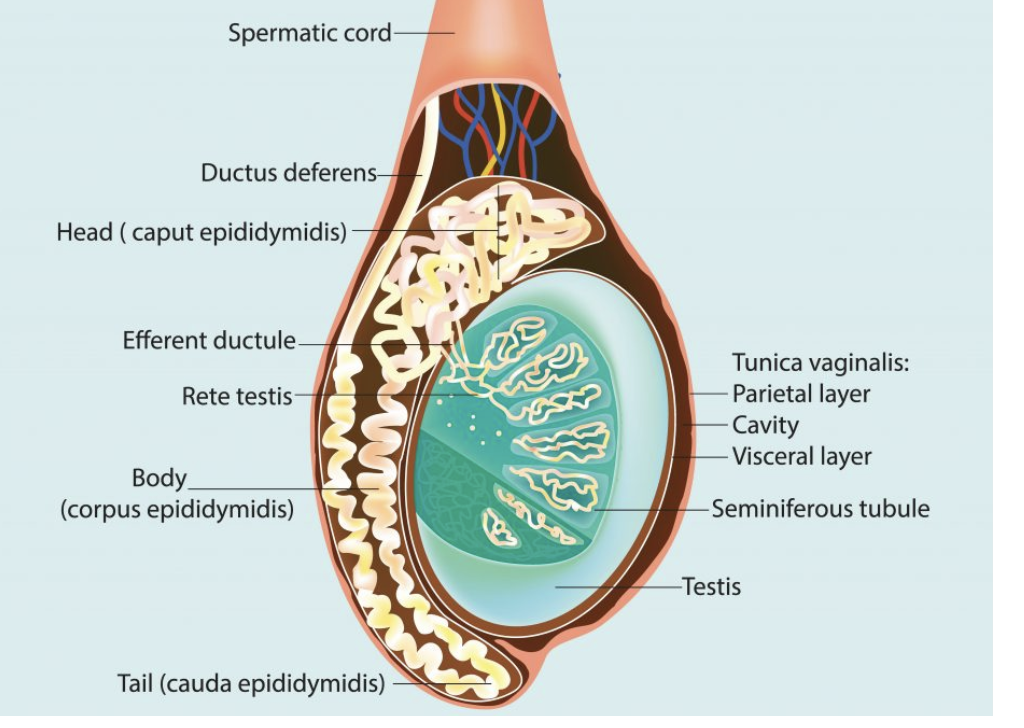 <p>Q: What <strong>double-layered membrane</strong> contains the <strong>testes</strong>?</p>