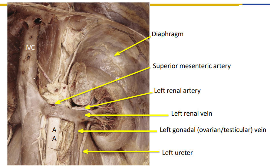 <p>Blood Supply of Kidney Diagram</p>