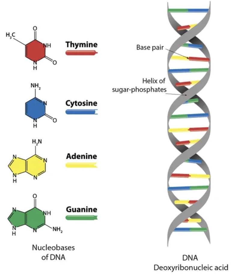 <ul><li><p>two strands of bonded nucleotides hydrogen bonded by nitrogenous bases</p><ul><li><p>bases must be properly paired and orientated</p></li></ul></li><li><p>strands are complementary antiparallel</p></li></ul><p><em>two lane highway</em></p>