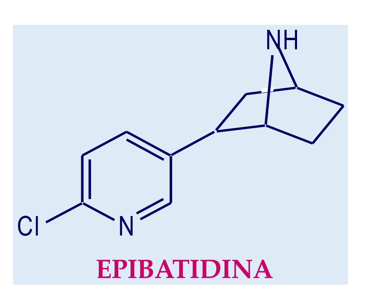 <p>Molecola di origine naturale che è diventata il punto di partenza per cercare si ottenere molecole attive e selettive a livello centrale. Agisce con elevata affinità (30 volte più affine della nicotina) su tutti i recettori nicotinici ed è molto potente</p>