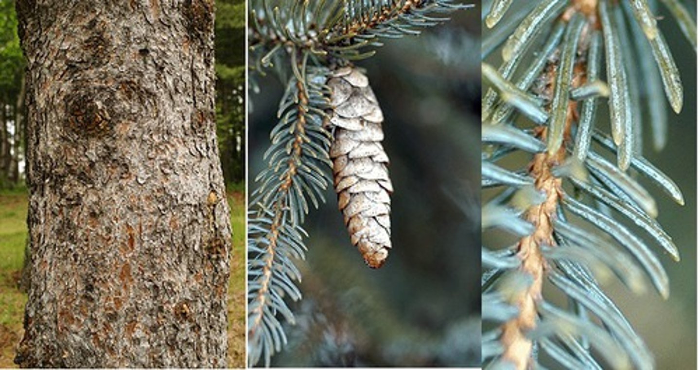 <p>White Spruce</p>