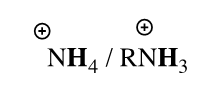 <p>Ammonium ion NH4+ and RNH3+</p>