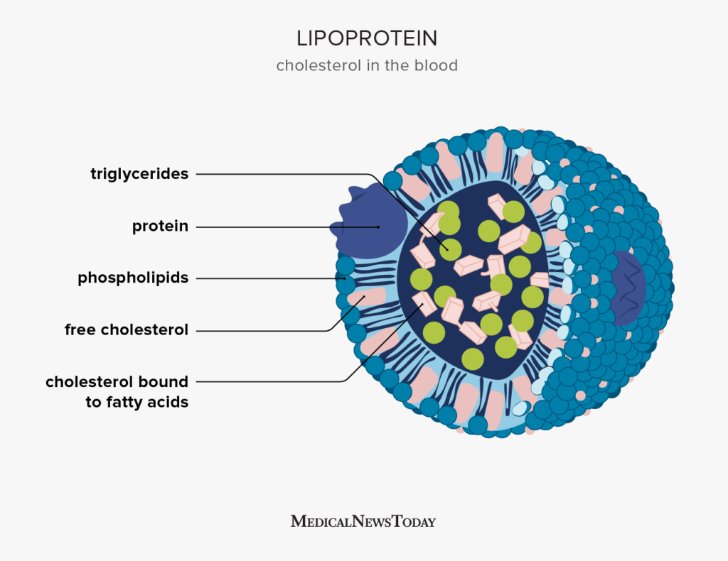 <p>lipoprotein</p>