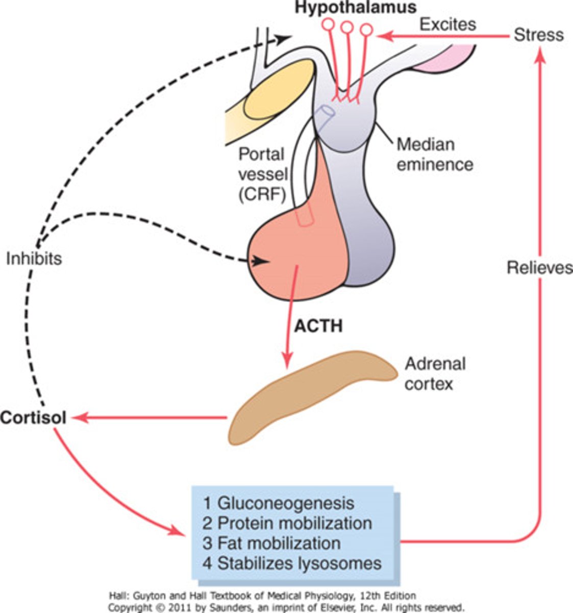 <p>stress hormone released by the adrenal cortex</p><p>heightens memory and attention</p><p>functions in the body:</p><p>increases blood pressure</p><p>increases blood glucose</p><p>decreases pain sensitivity</p><p>suppresses immune response</p>