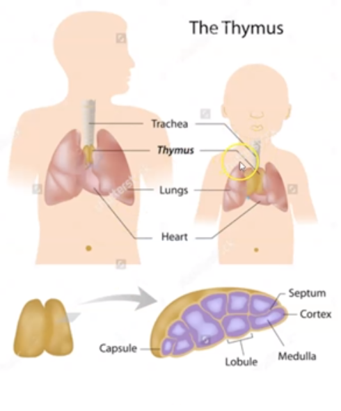 <p>Located about heart and major hormone is Thymosin</p>