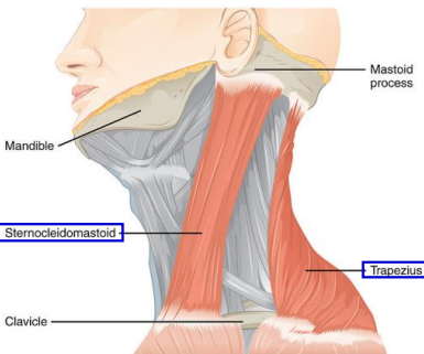 <p>Sternocleidomastoid </p>