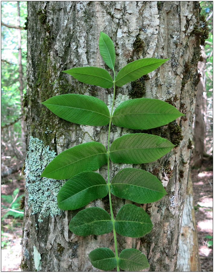 <p>Name this tree (scientific + common name)</p>