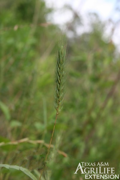 Canada Wildrye