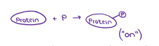 <p>(ENERGY / ATP / ENZYMES) <strong><u>PHOSPHORYLATION REACTIONS</u></strong></p><ul><li><p>When a phosphate group that breaks off from ATP can be transferred to another molecule, making a new bond…</p></li></ul><p></p>