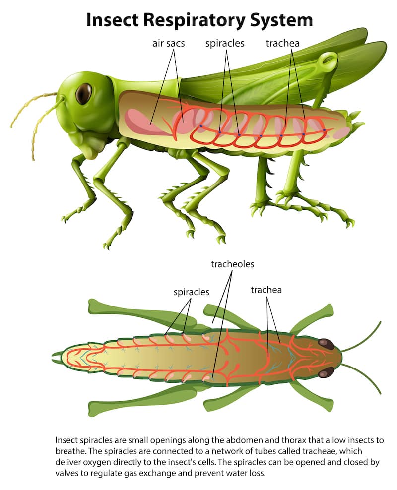 <p>Minimize loss of water:</p><ol><li><p>Insects have a thick exoskeleton that is coated in hydrophobic wax</p></li></ol><ul><li><p>Chitin minimizes diffusion</p></li><li><p>Wax layer blocks evaporation of water from the body</p></li></ul><ol start="2"><li><p>Respiratory system can be closed</p></li></ol><ul><li><p>Respiratory openings (spiracles) can be closed by small muscles</p><ul><li><p>Minimizes water loss from the respiratory system</p></li></ul></li></ul><p></p>