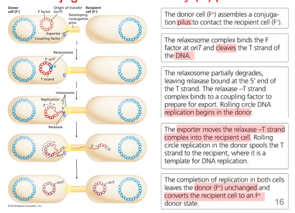 <ol><li><p>DNA transfer begins at F factor sequence “<em>oriT” </em></p></li><li><p>conjugation pilus allows passage of single DNA strand </p></li><li><p>relaxosome binds <em>oriT, </em>cleaves T strand </p></li><li><p>replication begins in donor, T-strand is template </p></li><li><p><strong>replication in both cells leaves donor (F+) unchanged and converts the recipient to a F+ donor state</strong></p></li></ol>