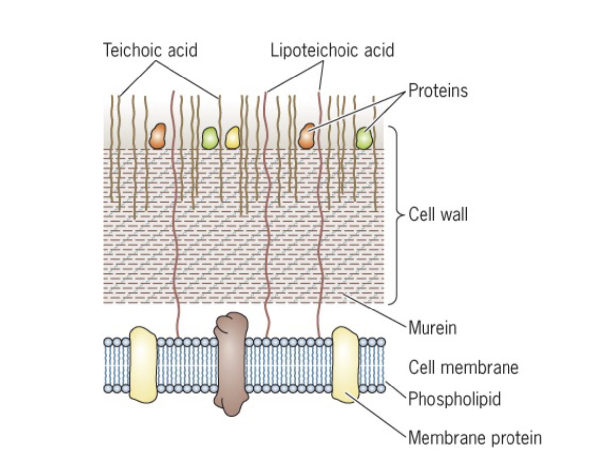 <ul><li><p>Cell Membrane( CM)</p></li><li><p>Peptidoglycan( PG)</p></li><li><p>Teichoic Acid ( TA): Stabilizes layers or anchors weaving in and out of peptidoglycans due to x10 layers of it </p><ul><li><p>doesn’t have an outer membrane, so it doesn’t need L,P which binds PG and Outer Membrane</p></li></ul></li></ul><p></p>