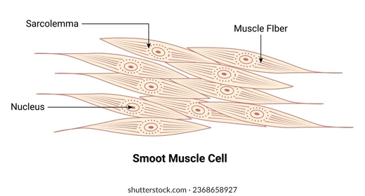 <ul><li><p>involuntary </p></li><li><p>in the walls / organs and blood vessels</p></li><li><p>moves substances through the organs</p></li><li><p>spindle shape</p><ul><li><p>non striated cells → they produce voluntary movement</p></li></ul></li></ul><p></p>