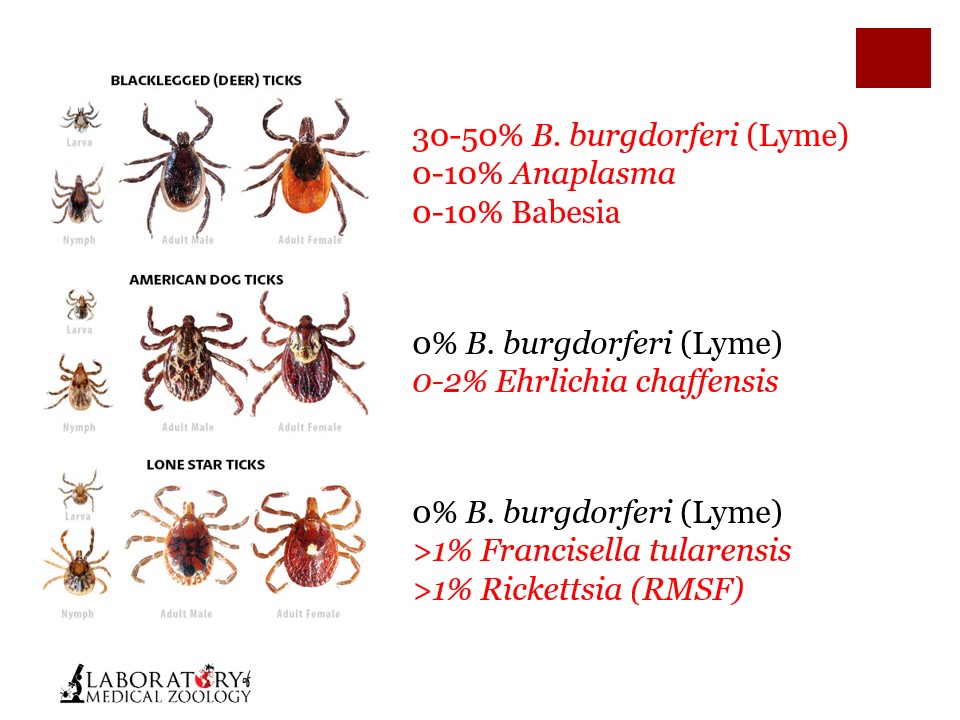 <p>b) Blacklegged tick</p>