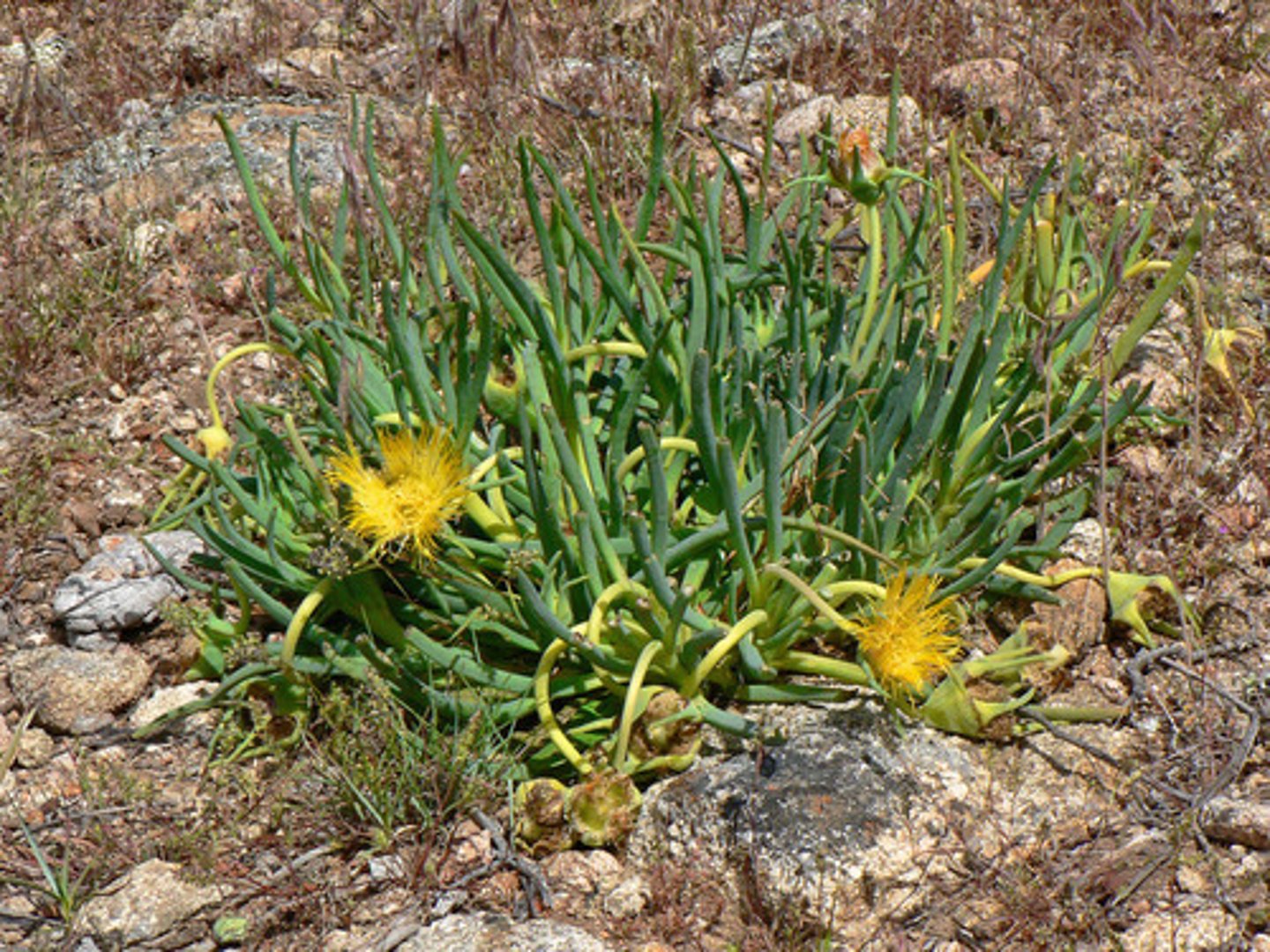 <p>Slender leaved ice plant</p>