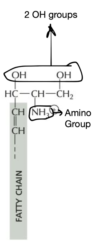 <p><strong>sphingolipids</strong> = built from sphingosine rather than glycerol</p><ul><li><p>has long fatty acid tail with amino (NH) group and two hydroxy (OH) groups</p></li></ul>