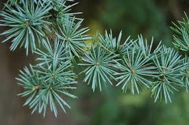 <p>Large evergreen conifer with needle-like, bluish-green leaves and dark gray, fissured bark. Often used as a specimen tree.</p>
