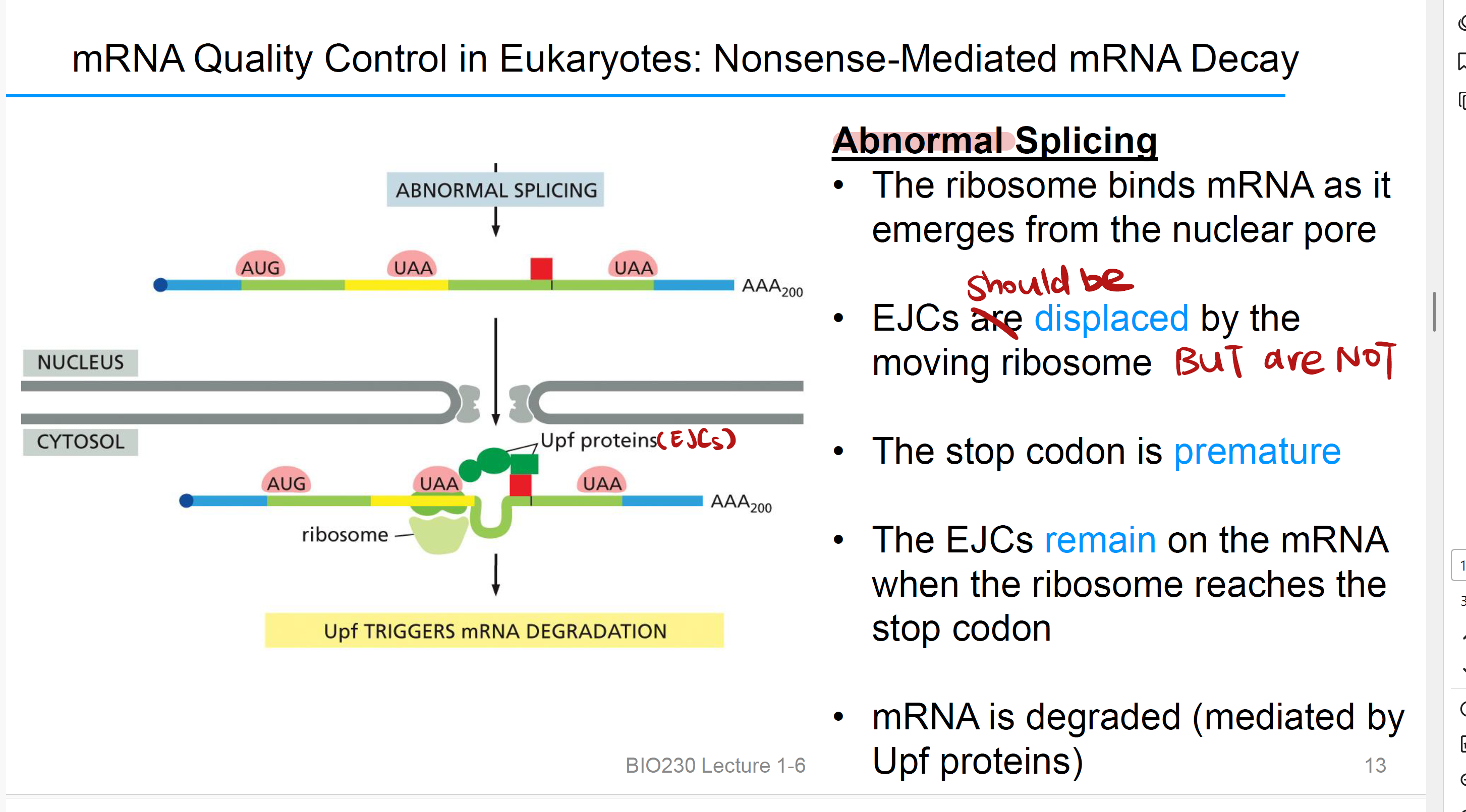 <p>• when mRNA emerges from the nuclear pore, ribosome binds to it.&nbsp;</p><p>• EJCs本该被 <strong>moving ribosome取代，然而并未所以导致终止密码子提前达到（</strong>stop codon is premature）</p><p>• 当ribosome reaches the stop codon, EJCs 仍在mRNA上</p><p>• mRNA trigger by<strong> Upf </strong>Protein, it is degraded.</p>