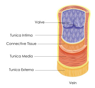 <p>Blood returning to the heart moves slowly and is not under high pressure, so the veins must maintain blood flow. </p><p>The <u>valves</u> of veins prevent the backflow of blood. </p><p>The veins’ <u>thin walls</u> allow the vein to be compressed by skeletal muscles. This compression helps move blood back to the heart. </p><p>When <u>skeletal muscles</u> contract, veins in the muscle are compressed. As a result, blood pressure increases, and blood flow is maintained. </p><p>The <u>wide lumen</u> of veins allow veins to carry a large volume of blood back. </p>