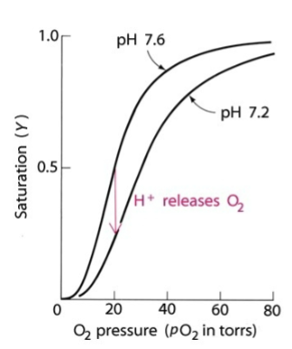 <ol><li><p><strong><u>H<sup>+</sup></u> is a negative allosteric effector</strong>: H<sup>+</sup> causes Hb to drop O<sub>2</sub> aka<strong> lower pH causes Hb to drop O<sub>2</sub>, </strong>lowering its affinity to bind O<sub>2</sub></p></li><li><p><strong><u>CO<sub>2</sub></u> is a negative allosteric effector: </strong>CO<sub>2</sub> binds to Hb, lowering its affinity to bind O<sub>2</sub></p></li></ol><p></p>