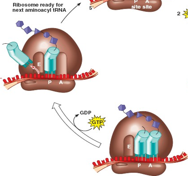 <ul><li><p><span>A tRNA with the complementary anti-codon binds to the mRNA, occupying the A site in the ribosome</span></p></li><li><p><span>A peptide bond forms between the two amino acids via a condensation reaction</span></p></li><li><p><span>The bond between the amino acid and the first tRNA is cleaved</span></p></li><li><p><span>The ribosome moves one codon further along the mRNA (translocation) in 5’ to 3’ direction</span></p></li><li><p><span>The empty tRNA moves from the P site to the E site</span></p></li><li><p><span>The A site is empty and ready for another tRNA</span></p></li><li><p><span>The first, now uncharged tRNA is released from the E site</span></p></li><li><p><span>This process requires energy which we get from the breakdown of GTP into GDP (a phosphate is released during the exothermic reaction)</span></p></li></ul>