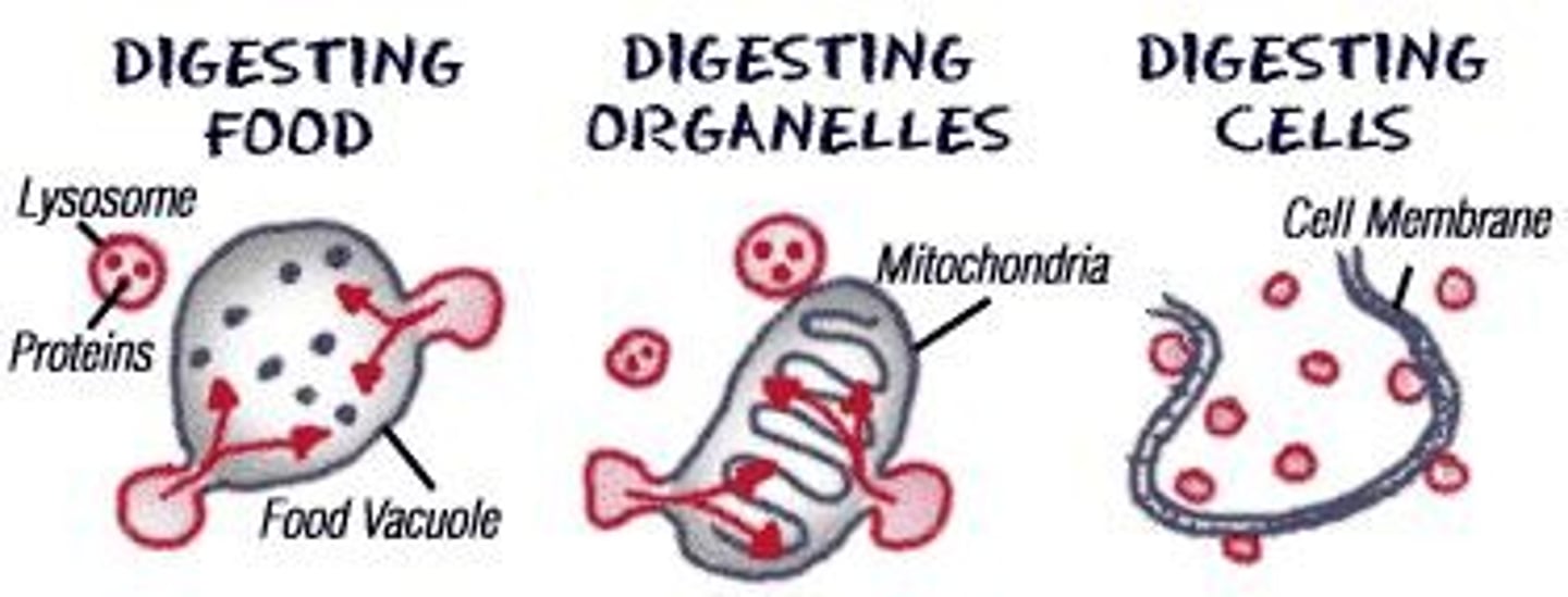 <p>Contains enzymes for digesting cellular debris and organelles.</p>