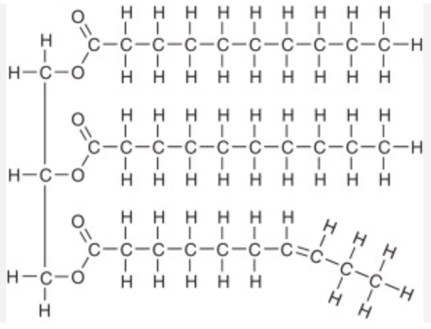 <p>glycerol + fatty acid</p>