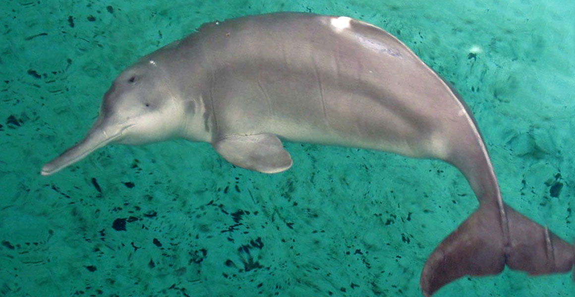 What’s the species name of the Chinese River Dolphin?