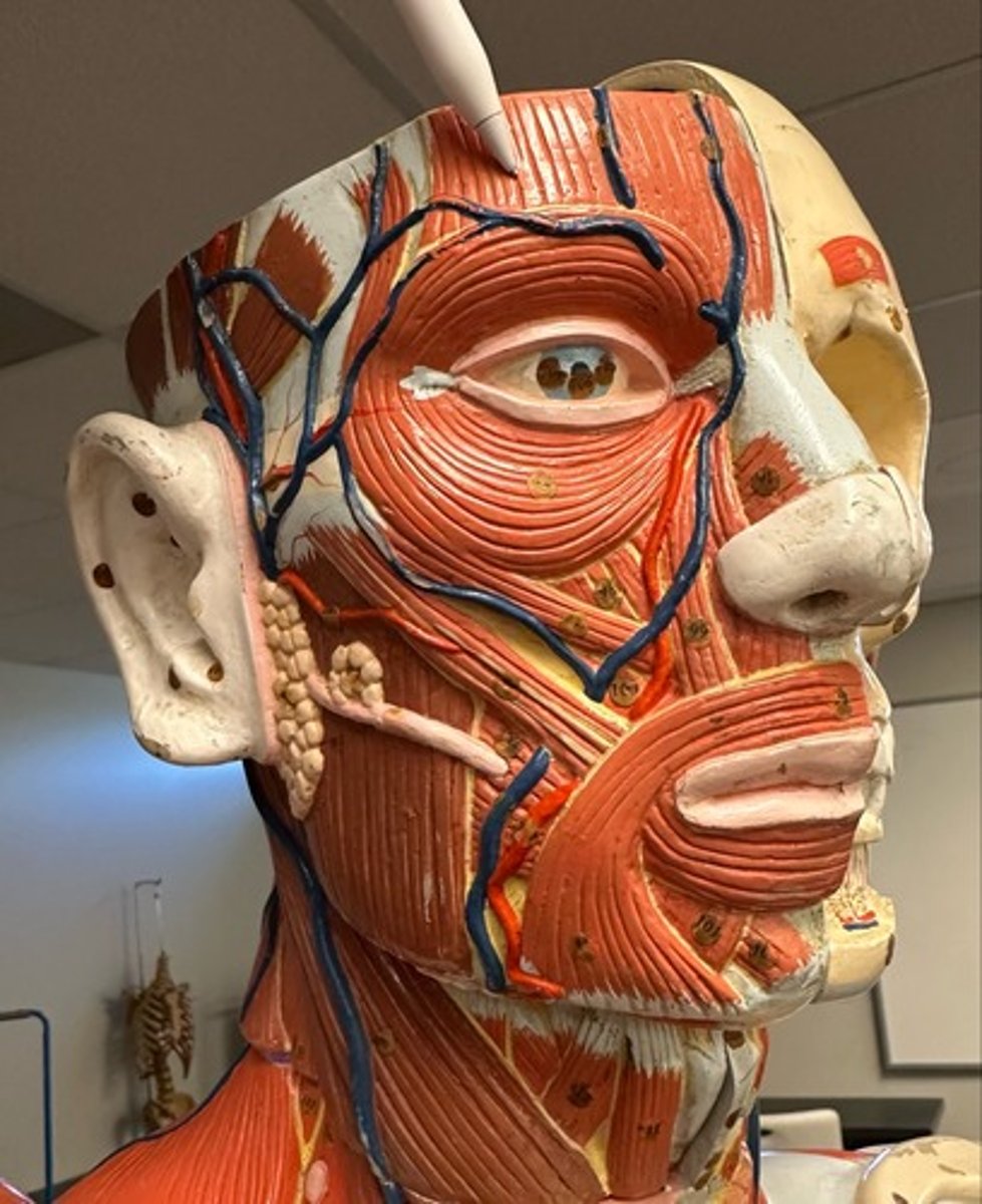 <p>What are the (2) attachments of the Frontalis?</p>