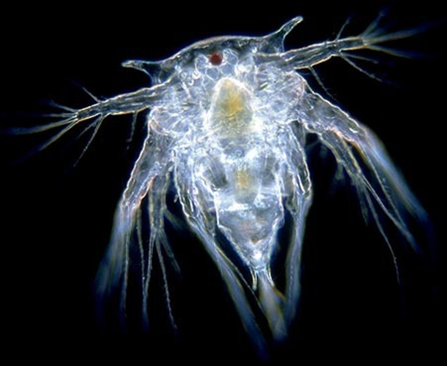 <p>What Phylum, and subphylum is this larva in? What is this larva called? What’s so important about it?</p>