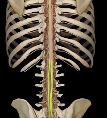 origin of spinal nerves (includes lumbosacral enlargement and conus medullaris)