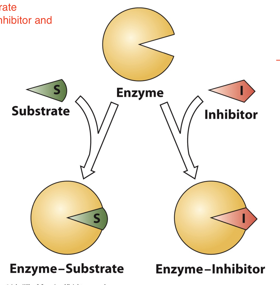 <p>A substance that competes directly with a normal substrate for an enzyme's substrate-binding site is known as a competitive inhibitor. Such an inhibitor usually resembles the substrate.</p><ul><li><p>similar in structure to substrate —&gt; inhibitor can enter active site and thus “compete” with substrate</p></li><li><p>some machines will be blocked by the inhibitor and thus the reaction cannot take place</p></li></ul><p></p>